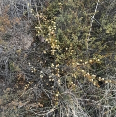 Acacia gunnii (Ploughshare Wattle) at Aranda, ACT - 25 Aug 2024 by Venture