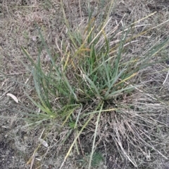 Lomandra multiflora (Many-flowered Matrush) at Cook, ACT - 25 Aug 2024 by Venture