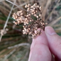Juncus (genus) (A Rush) at Yarralumla, ACT - 25 Aug 2024 by Venture