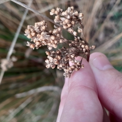 Juncus (genus) (A Rush) at Yarralumla, ACT - 25 Aug 2024 by Venture