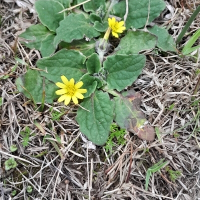 Cymbonotus sp. (preissianus or lawsonianus) (Bears Ears) at Yarralumla, ACT - 25 Aug 2024 by Venture