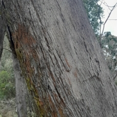 Eucalyptus dives at Yarralumla, ACT - 25 Aug 2024