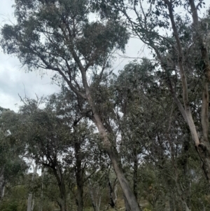 Eucalyptus dives at Yarralumla, ACT - 25 Aug 2024