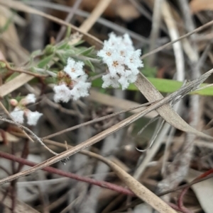 Leucopogon virgatus at Yarralumla, ACT - 25 Aug 2024