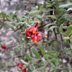 Grevillea alpina at Yarralumla, ACT - 25 Aug 2024 01:12 PM