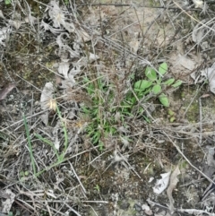 Vittadinia muelleri (Narrow-leafed New Holland Daisy) at Yarralumla, ACT - 25 Aug 2024 by Venture