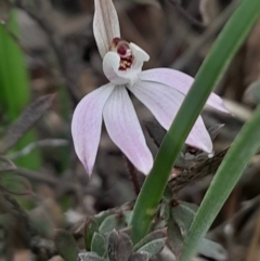 Caladenia fuscata (Dusky Fingers) at Yarralumla, ACT - 25 Aug 2024 by Venture