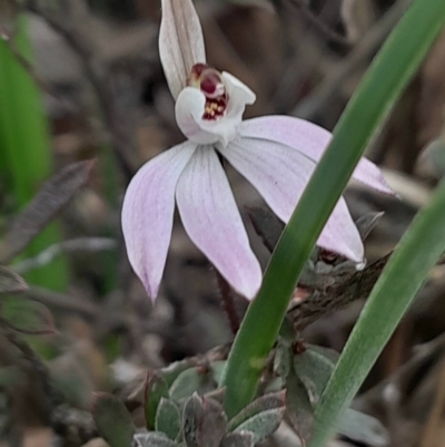 Caladenia fuscata (Dusky Fingers) at Yarralumla, ACT - 25 Aug 2024 by Venture