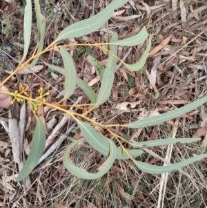 Eucalyptus mannifera subsp. mannifera at Yarralumla, ACT - 25 Aug 2024 12:50 PM