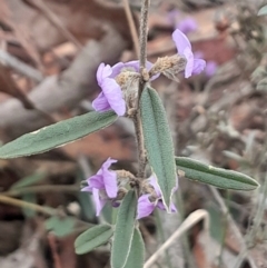 Hovea heterophylla (Common Hovea) at Yarralumla, ACT - 25 Aug 2024 by Venture