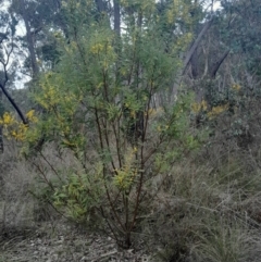 Acacia rubida (Red-stemmed Wattle, Red-leaved Wattle) at O'Connor, ACT - 25 Aug 2024 by Venture