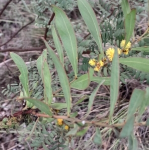 Acacia rubida at O'Connor, ACT - 25 Aug 2024