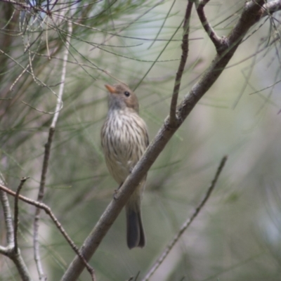 Pachycephala rufiventris (Rufous Whistler) at Wynnum, QLD - 23 Jul 2009 by KMcCue