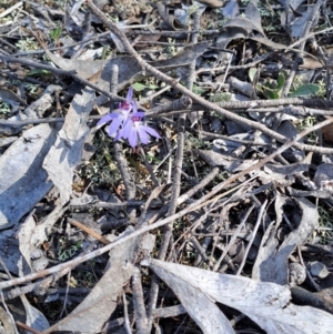 Cyanicula caerulea at Denman Prospect, ACT - 28 Aug 2024