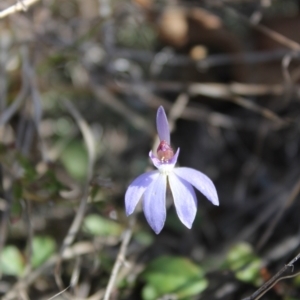 Cyanicula caerulea at Denman Prospect, ACT - 28 Aug 2024