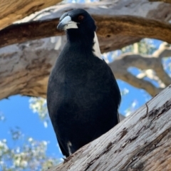 Gymnorhina tibicen (Australian Magpie) at Lyneham, ACT - 25 Feb 2024 by MPhillips