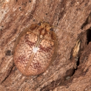 Paropsisterna laesa species complex at Melba, ACT - 27 Aug 2024