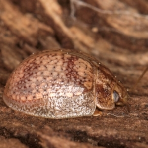 Paropsisterna laesa species complex at Melba, ACT - 27 Aug 2024