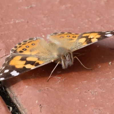 Vanessa kershawi (Australian Painted Lady) at West Wodonga, VIC - 28 Aug 2024 by KylieWaldon