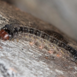 Oenosandra boisduvalii at Melba, ACT - 27 Aug 2024 03:08 PM