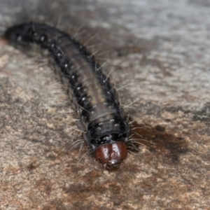 Oenosandra boisduvalii at Melba, ACT - 27 Aug 2024 03:08 PM