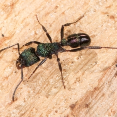 Rhytidoponera metallica (Greenhead ant) at Flynn, ACT - 27 Aug 2024 by kasiaaus