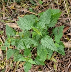 Urtica incisa (Stinging Nettle) at Uriarra Village, ACT - 28 Aug 2024 by Jackserbatoioactgov