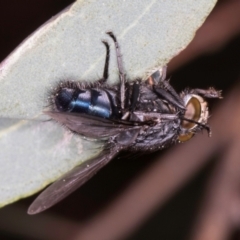 Calliphora vicina (European bluebottle) at Flynn, ACT - 27 Aug 2024 by kasiaaus