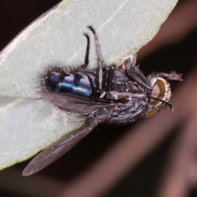 Calliphora vicina (European bluebottle) at Flynn, ACT - 27 Aug 2024 by kasiaaus