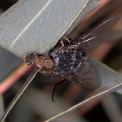 Calliphora vicina at Flynn, ACT - 27 Aug 2024