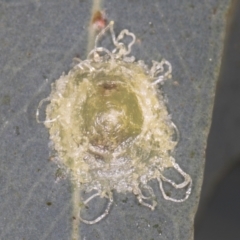 Glycaspis sp. (genus) (Unidentified sugary lerp) at Flynn, ACT - 27 Aug 2024 by kasiaaus