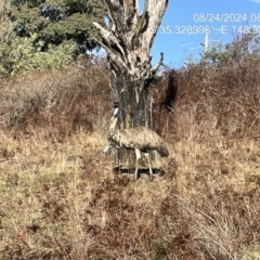 Dromaius novaehollandiae (Emu) at Uriarra Village, ACT - 23 Aug 2024 by JP95