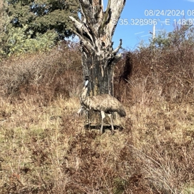 Dromaius novaehollandiae (Emu) at Uriarra Village, ACT - 23 Aug 2024 by JP95