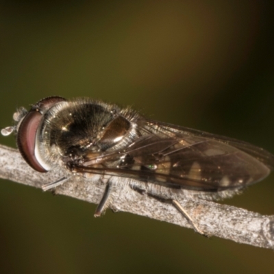 Melangyna sp. (genus) (Hover Fly) at Melba, ACT - 27 Aug 2024 by kasiaaus