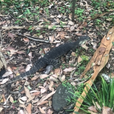 Varanus varius at Tamborine Mountain, QLD - 26 Dec 2021 by KMcCue