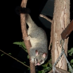 Trichosurus vulpecula (Common Brushtail Possum) at Curtis Island, QLD - 28 Dec 2016 by KMcCue