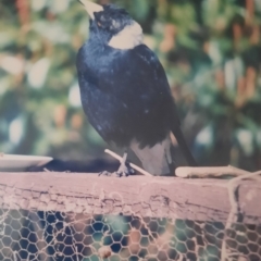 Gymnorhina tibicen (Australian Magpie) at Curtin, ACT - 14 Sep 1986 by MB