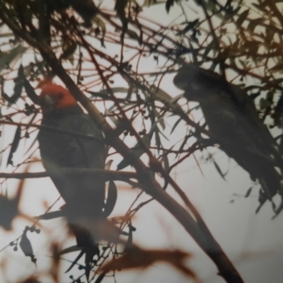 Callocephalon fimbriatum (Gang-gang Cockatoo) at Kambah, ACT - 15 Nov 1986 by MB