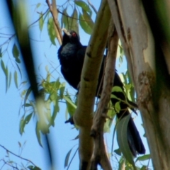 Eudynamys orientalis (Pacific Koel) at Deepwater, QLD - 28 Dec 2016 by KMcCue