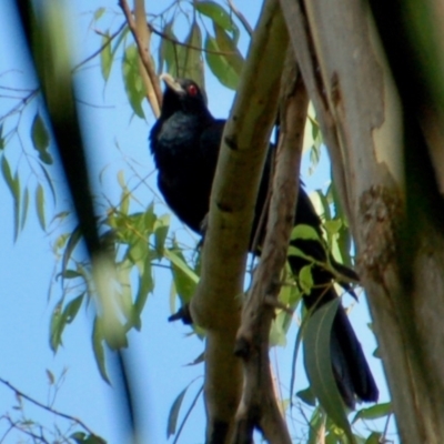 Eudynamys orientalis (Pacific Koel) at Deepwater, QLD - 28 Dec 2016 by KMcCue