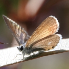 Nacaduba biocellata (Two-spotted Line-Blue) at Hall, ACT - 28 Aug 2024 by Anna123