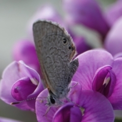 Nacaduba biocellata at Hall, ACT - 28 Aug 2024