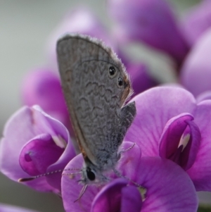 Nacaduba biocellata at Hall, ACT - 28 Aug 2024