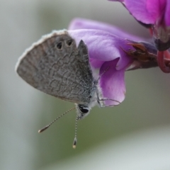 Nacaduba biocellata at Hall, ACT - 28 Aug 2024