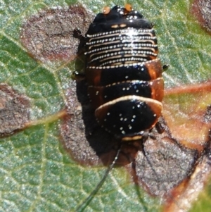 Ellipsidion australe at Hall, ACT - 28 Aug 2024 12:00 PM