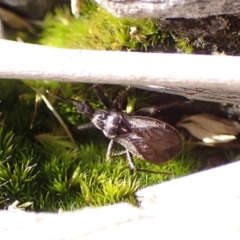 Reduviidae (family) at Cook, ACT - 13 Aug 2024 by CathB