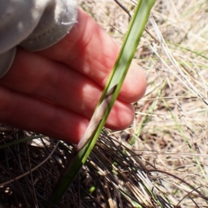 Lyperanthus suaveolens at Aranda, ACT - suppressed