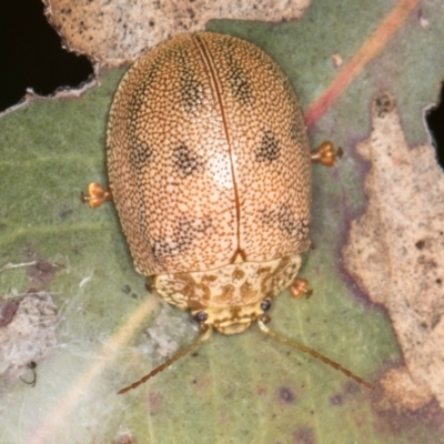 Paropsis atomaria (Eucalyptus leaf beetle) at Hall Horse Paddocks - 28 Aug 2024 by kasiaaus
