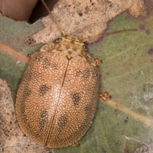 Paropsis atomaria at Hall, ACT - 28 Aug 2024