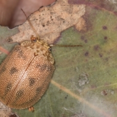 Paropsis atomaria at Hall, ACT - 28 Aug 2024 12:18 PM